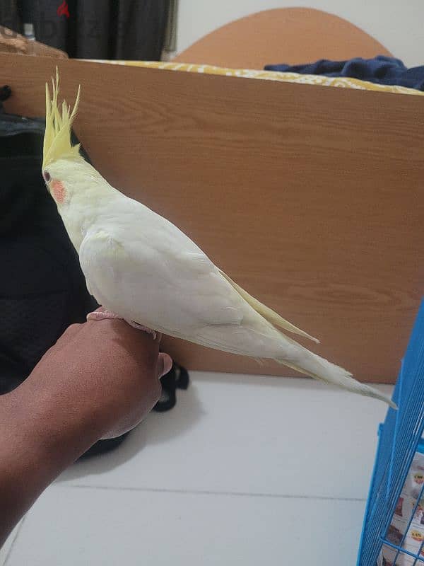 Male Lutino cockatiel with red eye for sale 3