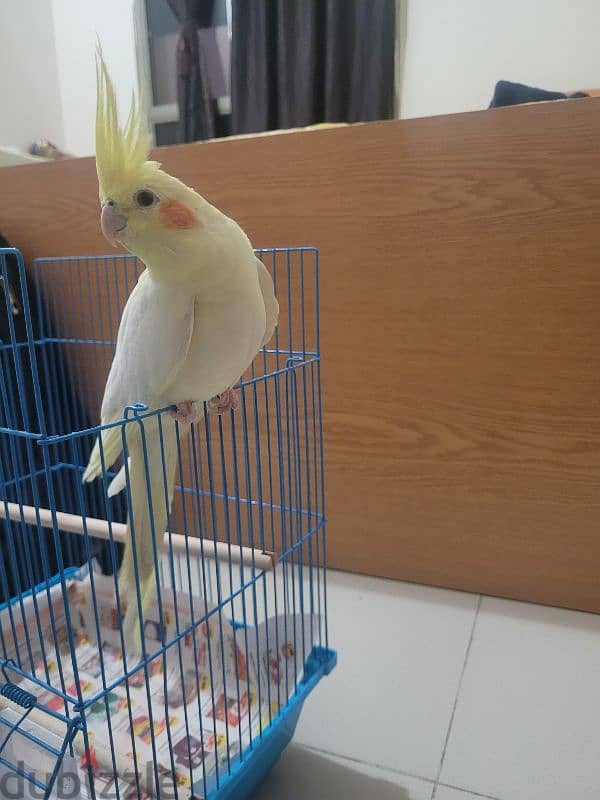 Male Lutino cockatiel with red eye for sale 4