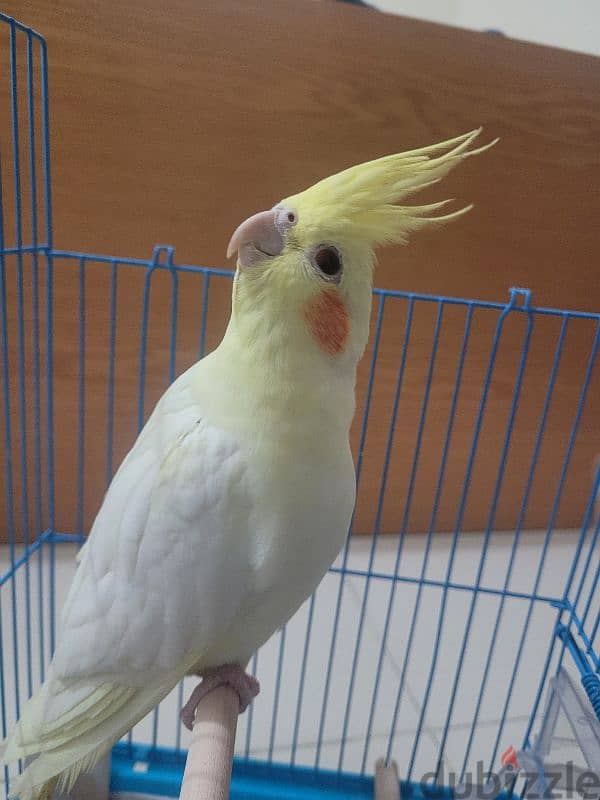 Male Lutino cockatiel with red eye for sale 5