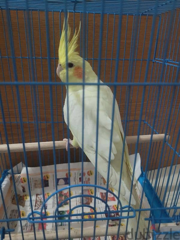 Male Lutino cockatiel with red eye for sale 6