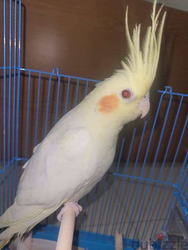 Male Lutino cockatiel with red eye for sale 7