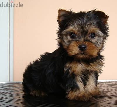 Whatsapp me +96555207281 Yorkshire Terrier puppies for sale