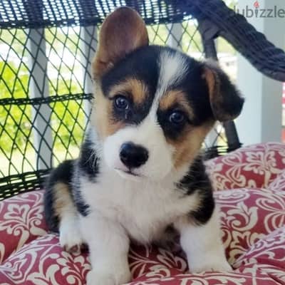 Whatsapp me +96555207281 Vaccinated  Welsh Corgi puppies for sale