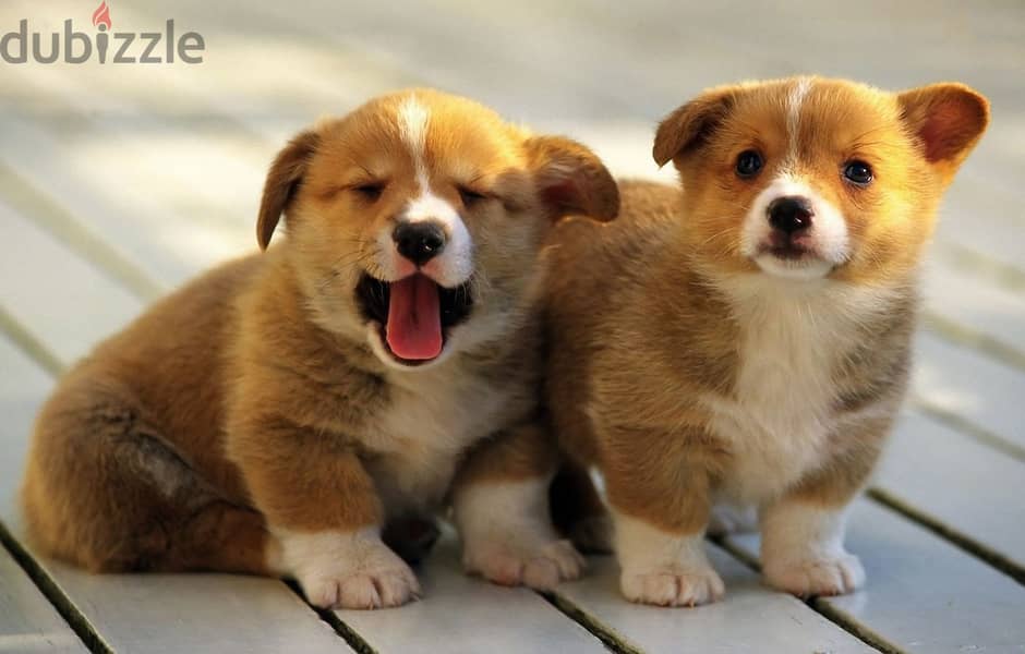 Whatsapp me +96555207281 Vaccinated  Welsh Corgi puppies for sale 1