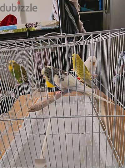 2 pairs of budgies