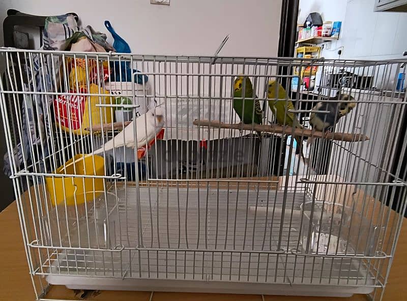 2 pairs of budgies 1