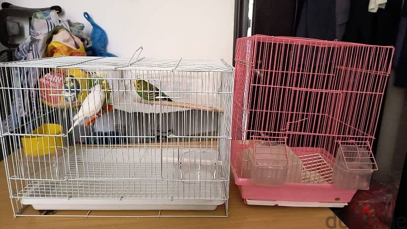 2 pairs of budgies 2