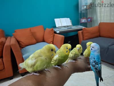 5 Budgerigars and 3 Cages