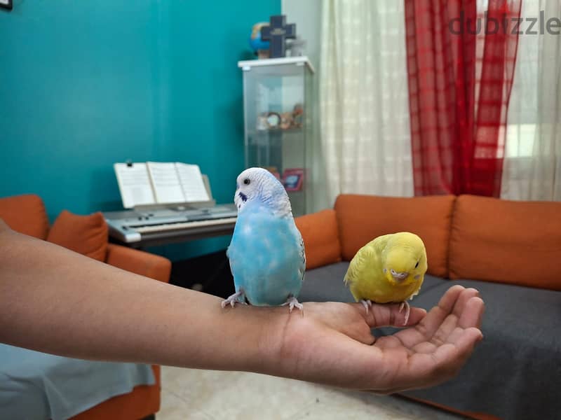 5 Budgerigars and 3 Cages 1