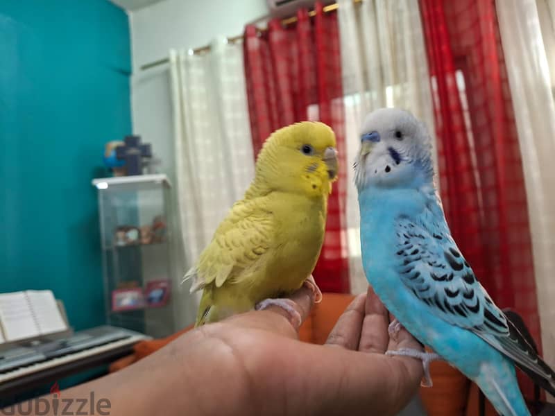 5 Budgerigars and 3 Cages 2