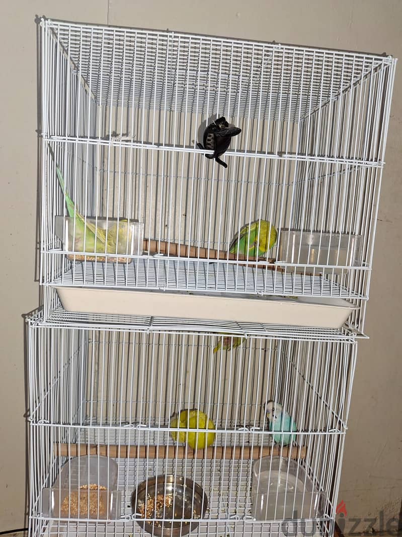 5 Budgerigars and 3 Cages 3