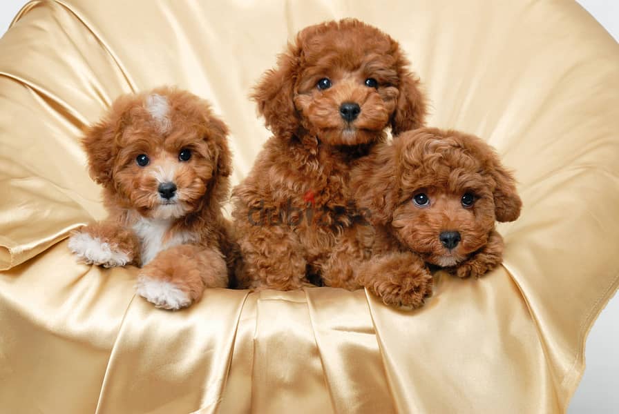 Whatsapp me +96555207281 Vaccinated Toy poodle puppies for sale 0