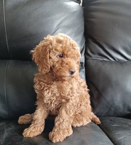 Whatsapp me +96555207281 Vaccinated Toy poodle puppies for sale 1