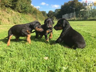 Whatsapp me +96555207281 Doberman Pinscher puppies for sale