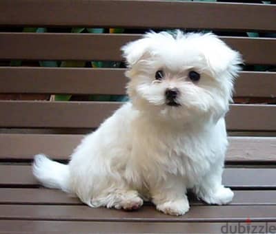 Whatsapp me +96555207281 Pure Maltese puppies for sale