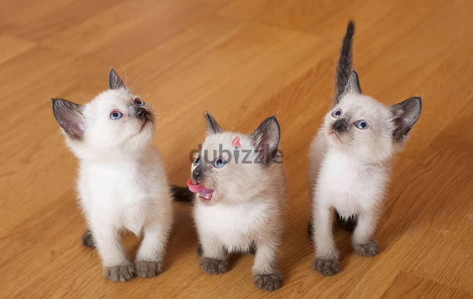 Whatsapp me +96555207281 Cute Siamese kittens for sale 0