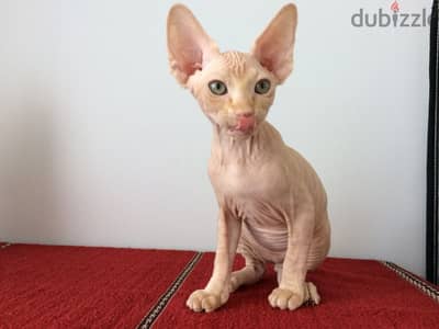 Whatsapp me +96555207281 Pure Sphynx  kittens for sale