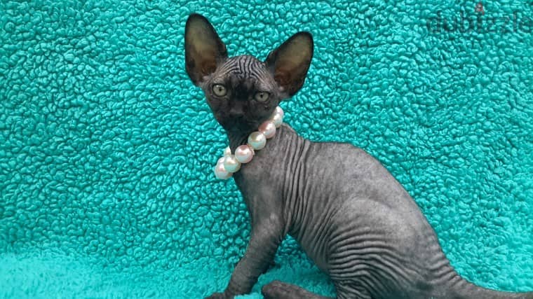 Whatsapp me +96555207281 Pure Sphynx  kittens for sale 1