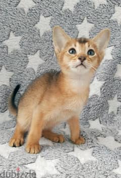 Whatsapp me +96555207281 Abyssinian kittens for sale 0