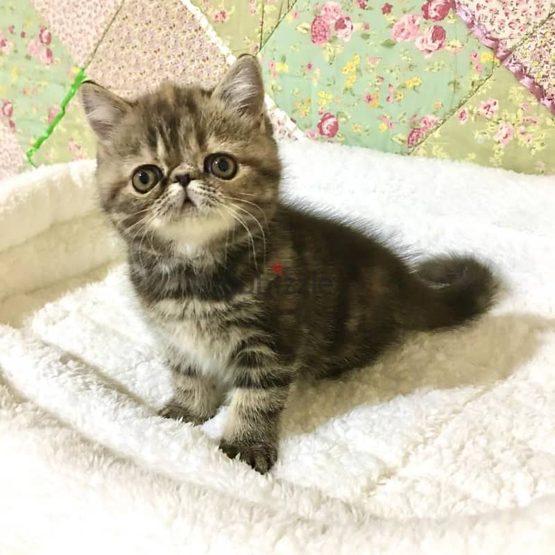 Whatsapp me +96555207281 Exotic Shorthair kittens for sale 1