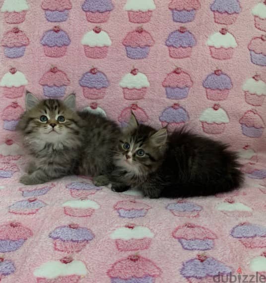 Whatsapp me +96555207281 Siberian kittens for sale 2