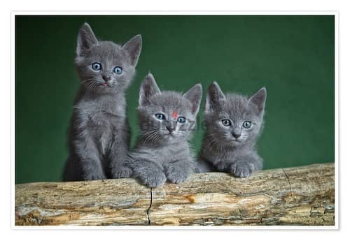 Whatsapp me +96555207281 Russian Blue kittens for sale 1