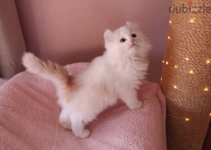 Whatsapp me +96555207281 American Curl kittens for sale