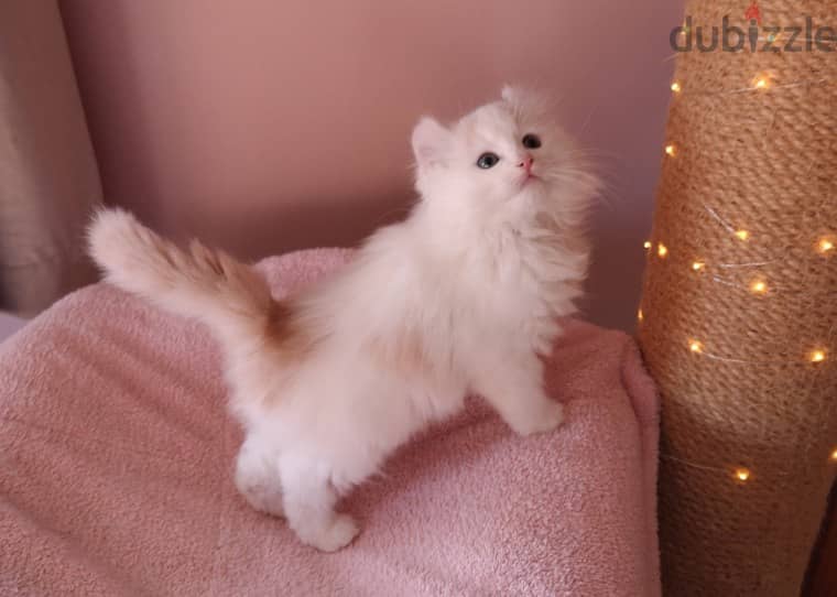 Whatsapp me +96555207281 American Curl kittens for sale 0