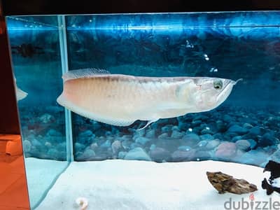 Arowana