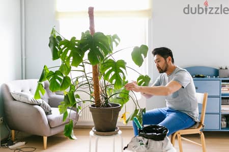 indoor plants