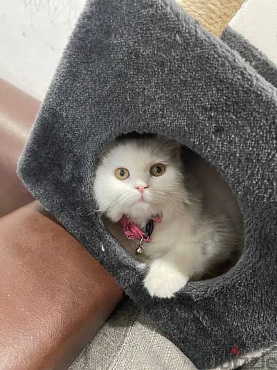 persian female cat  free for adoption