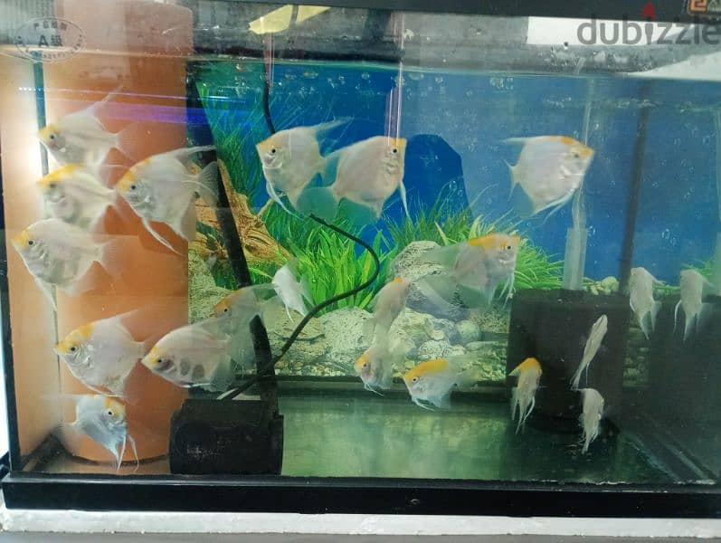 mature Angelfish for sale 1.5 KWD only 0