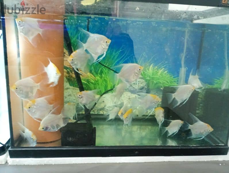 mature Angelfish for sale 1.5 KWD only 1