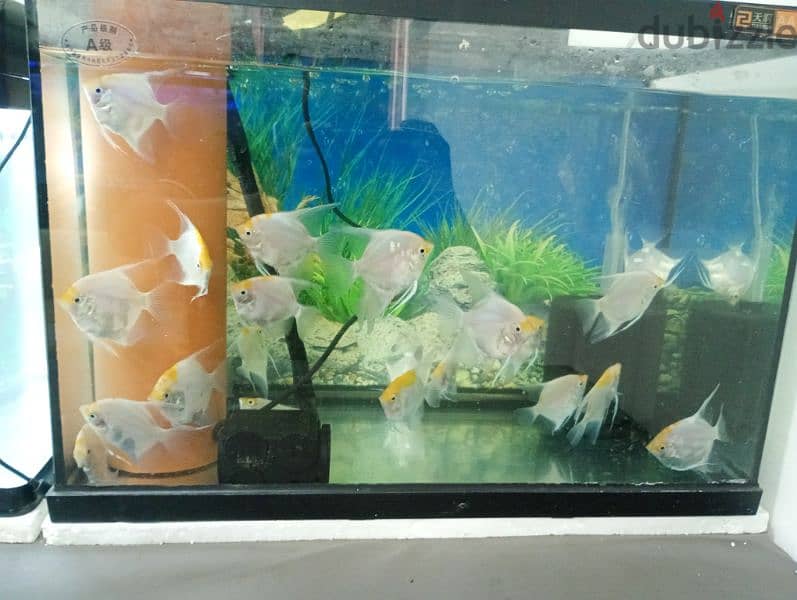 mature Angelfish for sale 1.5 KWD only 2