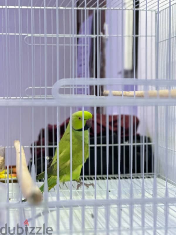 parrot for urgent sale 1