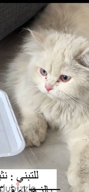 beautiful 5 month old kitten female for adoption 2