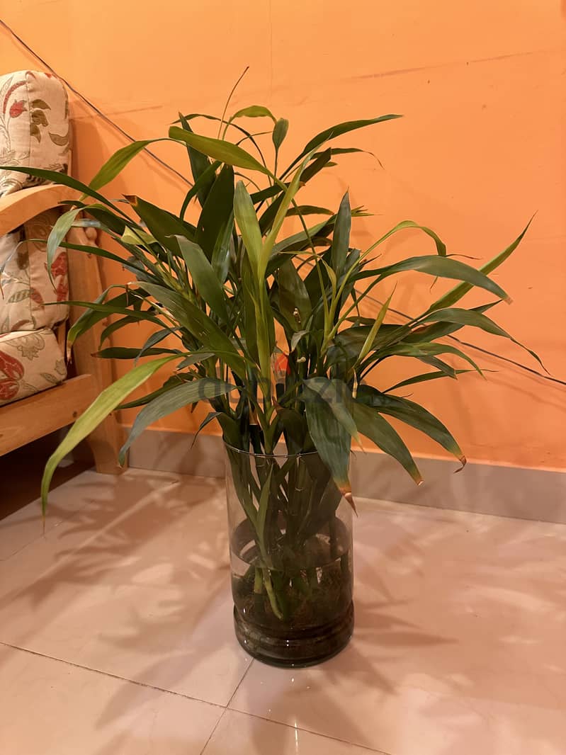 House plants 1