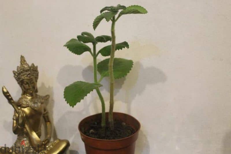 Ajwain plant (panikurka) 0