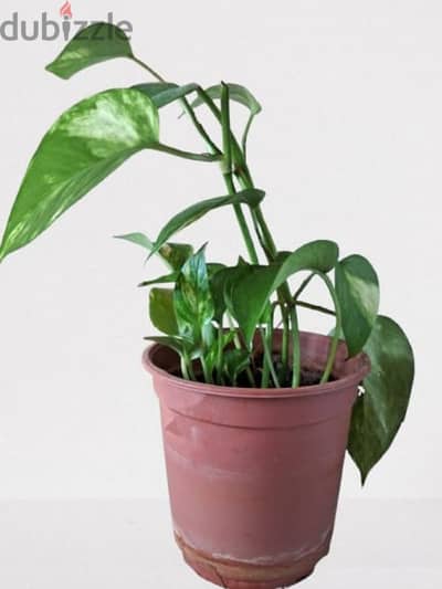 Money plant with Pot -66379610