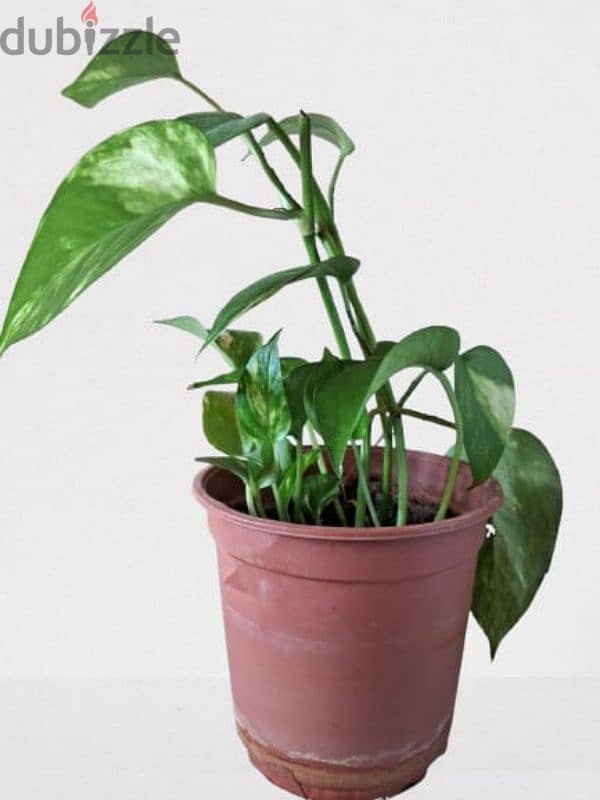 Money plant with Pot -66379610 0