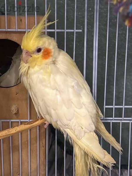 4 cockatiels almost 4-5 months old …available for sale. . 1