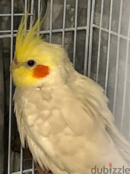 4 cockatiels almost 4-5 months old …available for sale. . 2