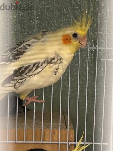 4 cockatiels almost 4-5 months old …available for sale. . 4