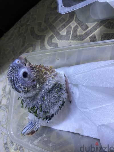 Green cheek pine apple conure baby-35kd