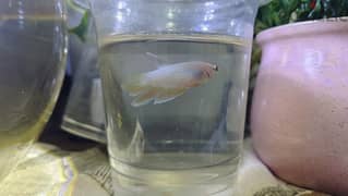 white female Betta fish for sale 0