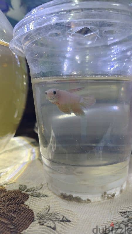 white female Betta fish for sale 1