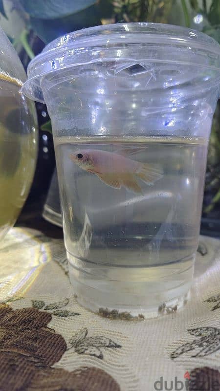 white female Betta fish for sale 2