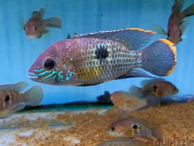 Green terror cichlids