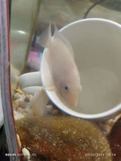 convict cichlid breeding pair for sale 0