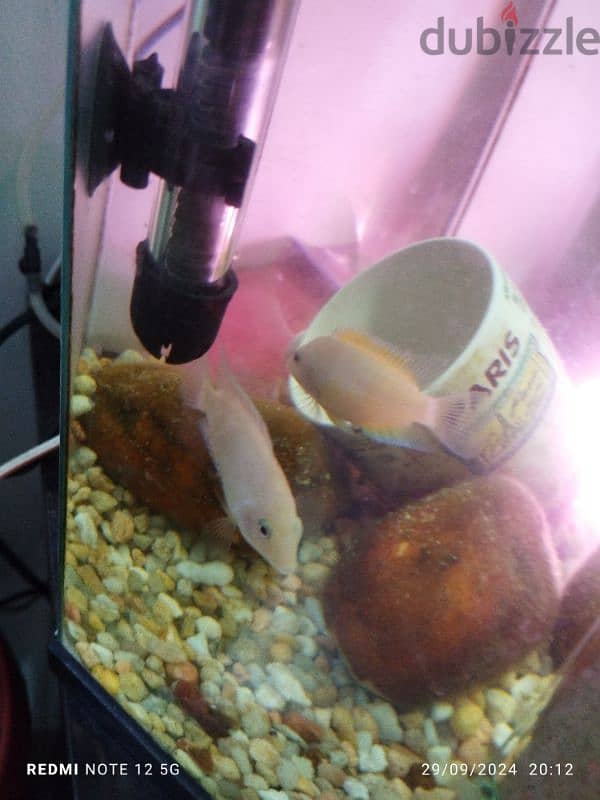 convict cichlid breeding pair for sale 1